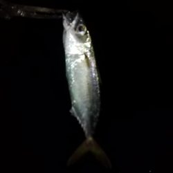 雷に帰れと言われた様な〜;