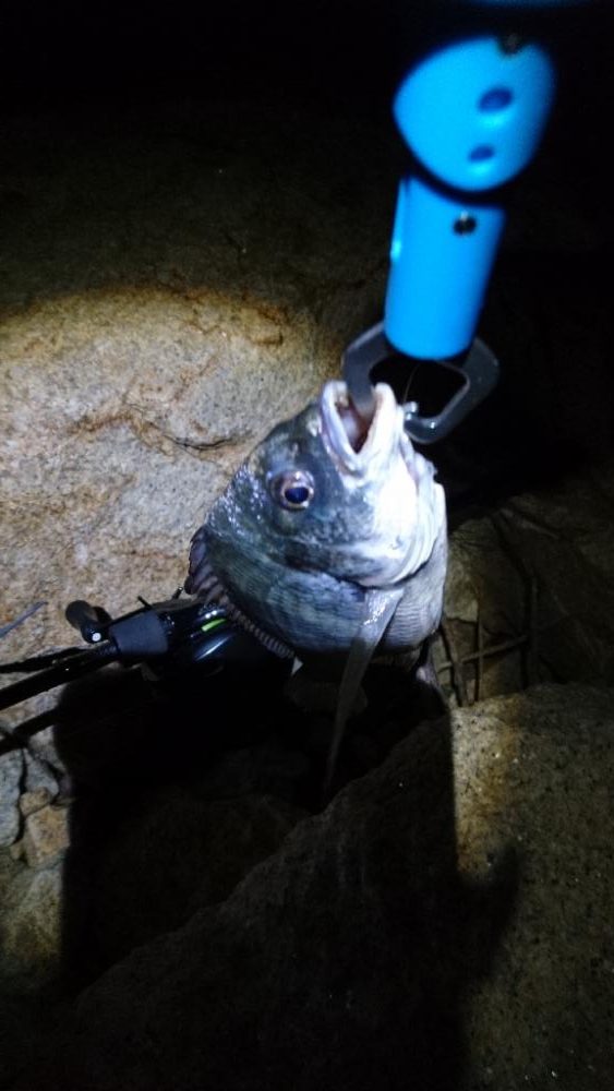 今日も安定釣果す