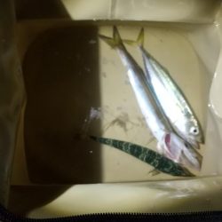 初魚種。魚か？