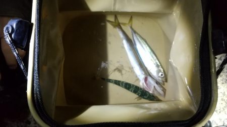 初魚種。魚か？