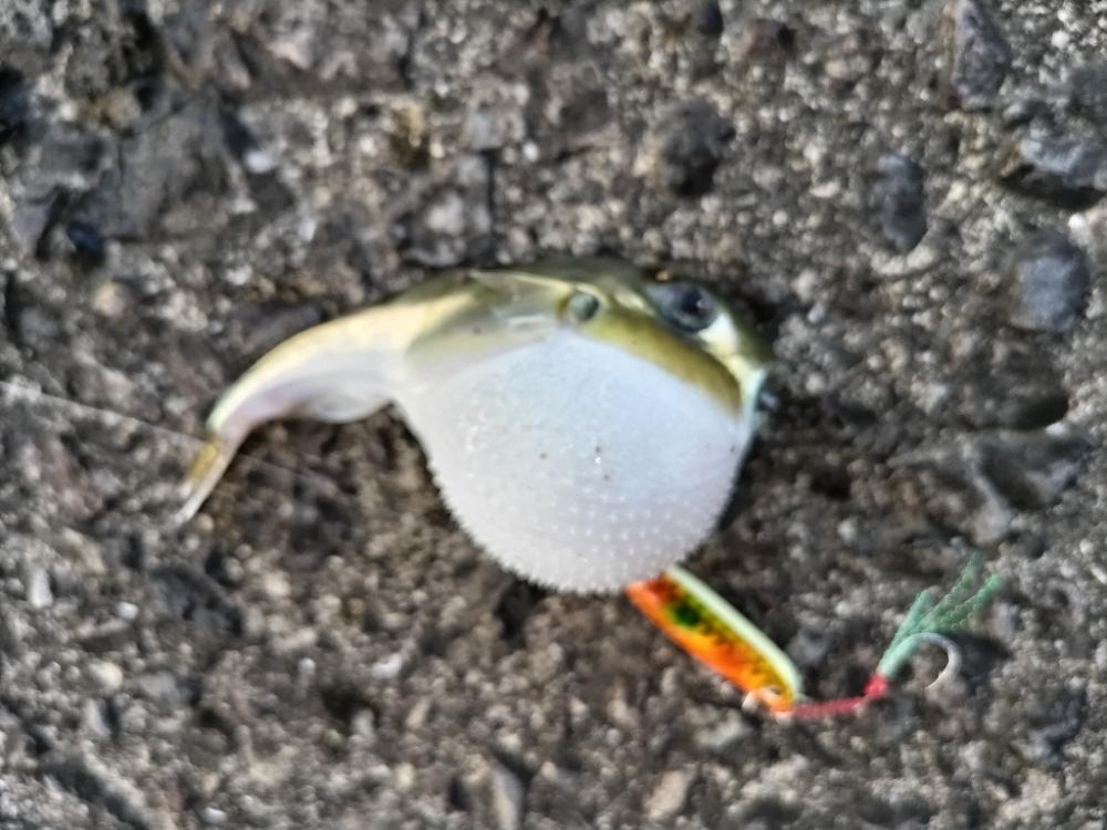 ネイゴ（カンパチ幼魚）釣れました!