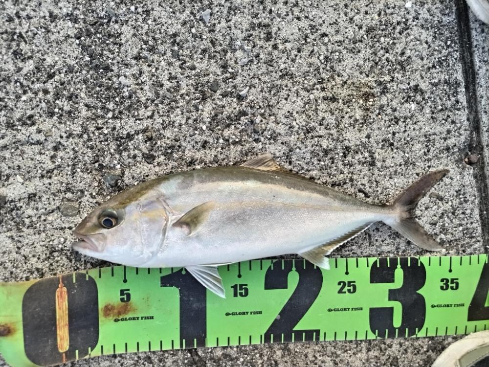 夕マズメにネイゴ釣れました！