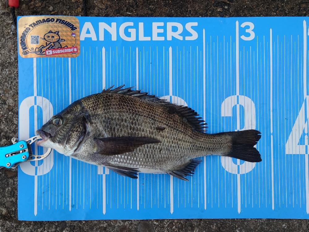 紀州釣りに挑戦✨今期、紀州釣り第１戦🙋