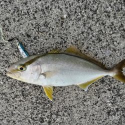 フグとネイゴ（カンパチ幼魚）釣れました。
