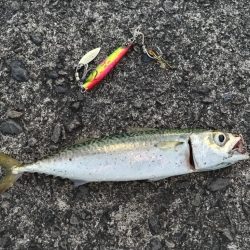 サバとフグ釣れました。