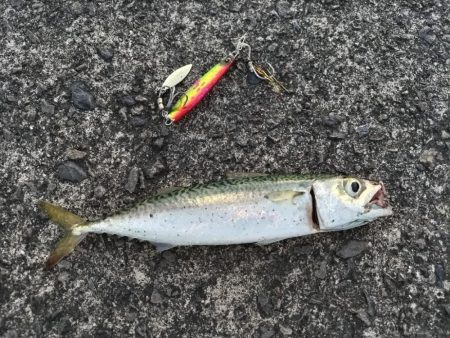 サバとフグ釣れました。