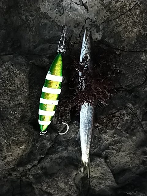 60gのジグに……