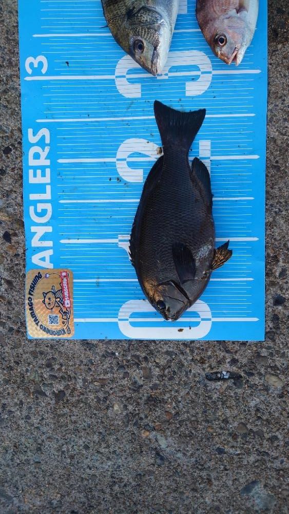 紀州釣り第5戦🥱