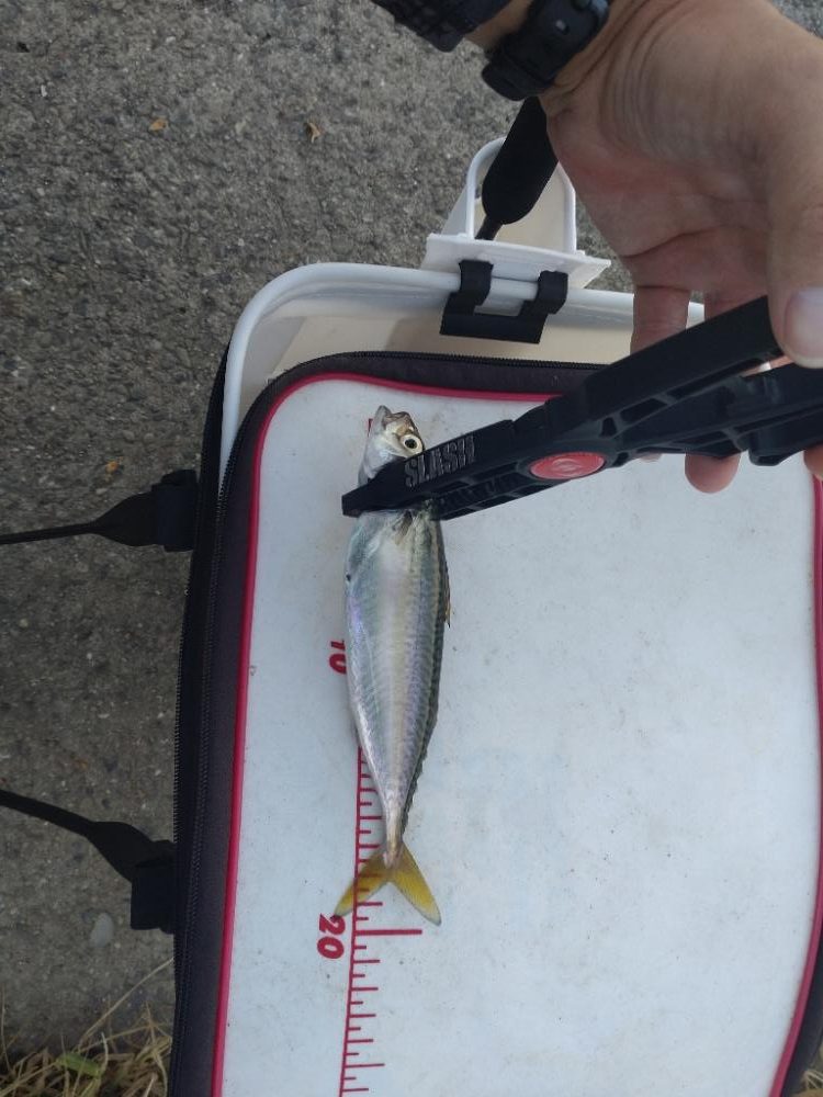 シーサイドコスモアジング