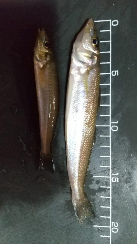 大物はなかなか…