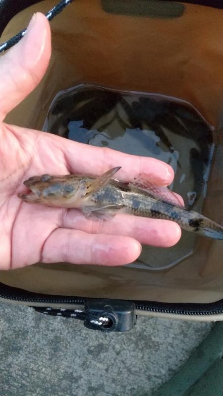 ハゼは釣れるが…