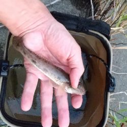 ハゼ釣り～夕涼み？