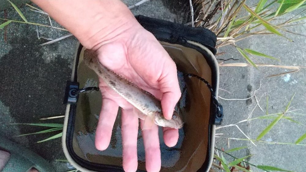 ハゼ釣り～夕涼み？