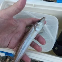 キスサイズ更新