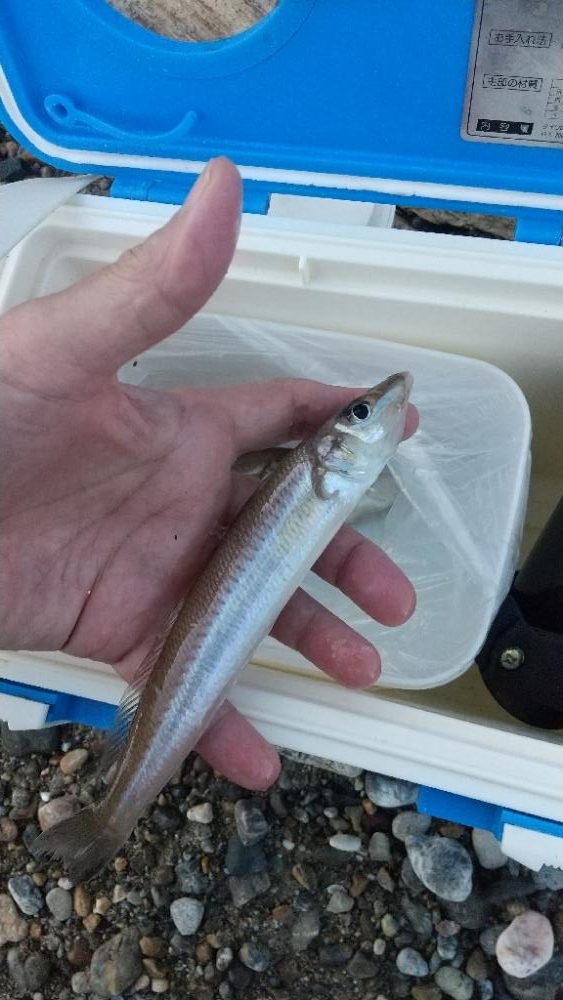 キスサイズ更新