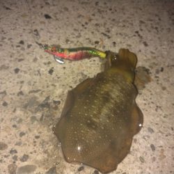 越前秋イカ調査