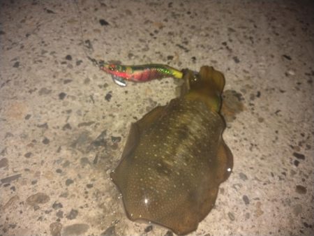 越前秋イカ調査