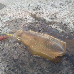 早朝カンパチゲーム（シオ）