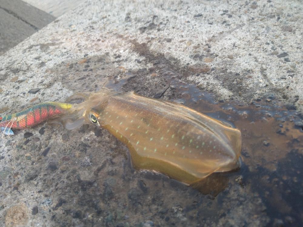 早朝カンパチゲーム（シオ）