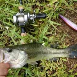 ローライトで高活性