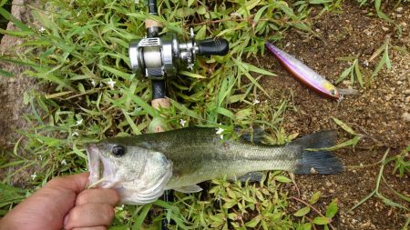 ローライトで高活性