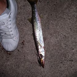 シーバスのはずが