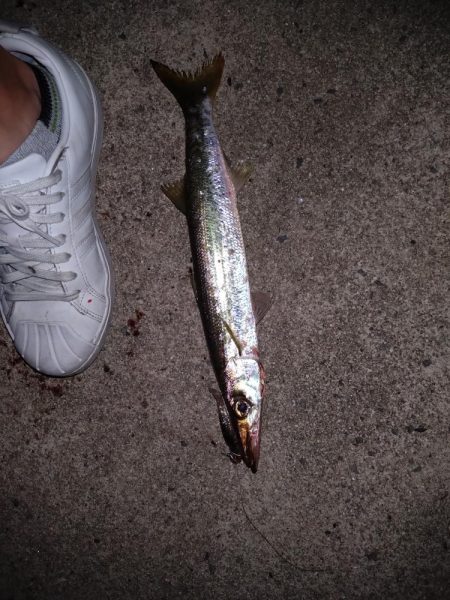 シーバスのはずが