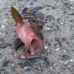 シーバスを求めて