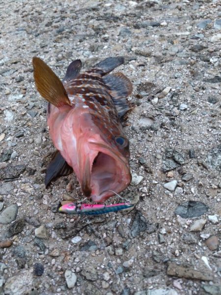 シーバスを求めて