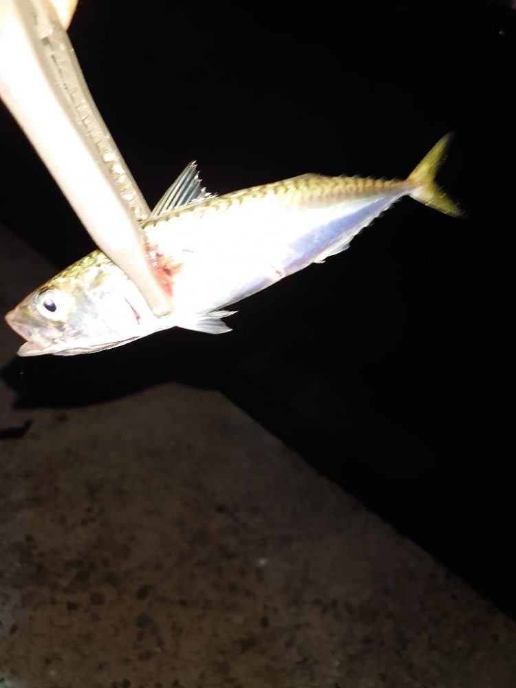 エギングからのLSJ