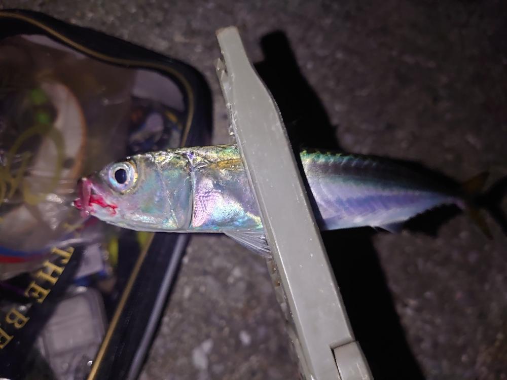 「マダイ狙い」リベンジのリベンジ🎣