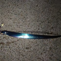 タチウオ開幕！？