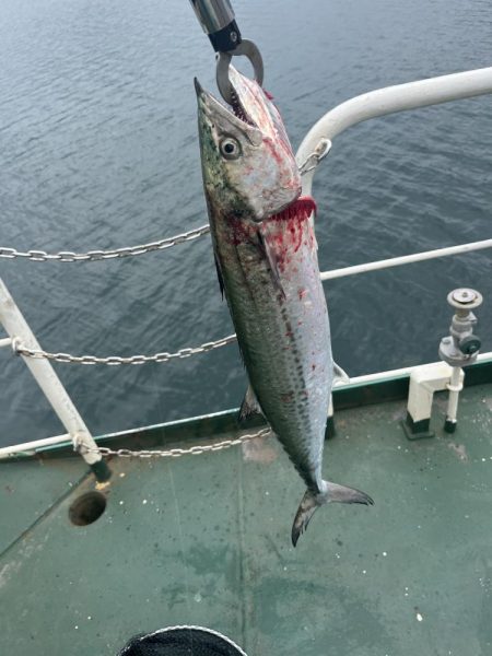 牛深　マイクロベイトボイル攻略