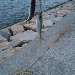 マイポイントオープン