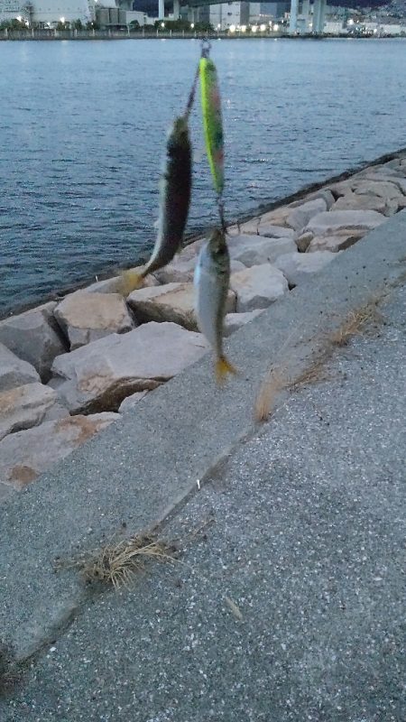 マイポイントオープン