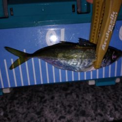 フロート　エギング