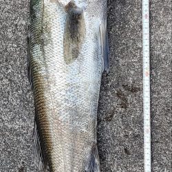 ４年ぶりの隠岐の島