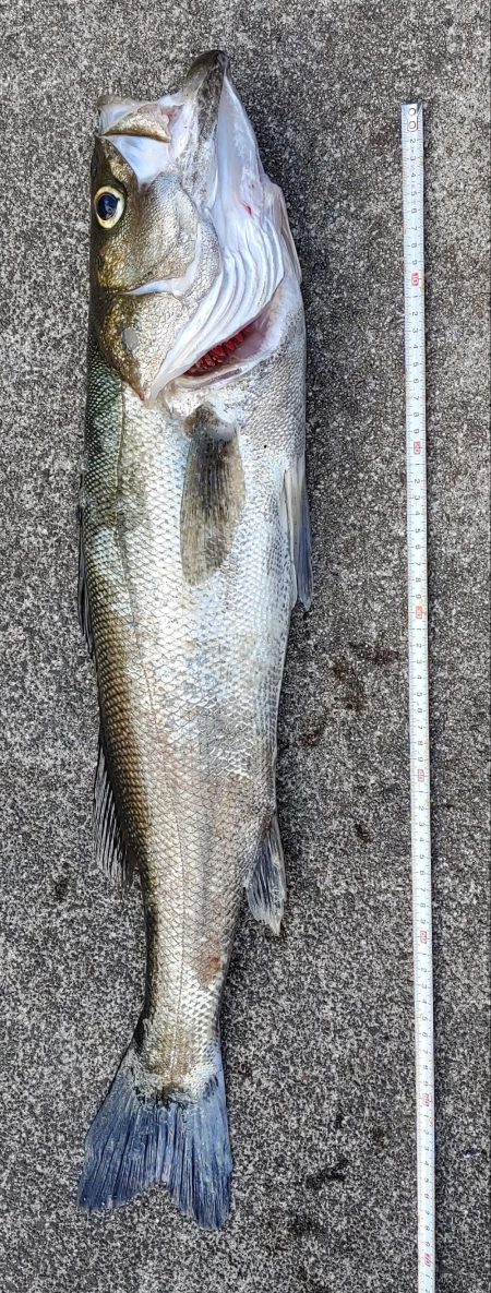 ４年ぶりの隠岐の島