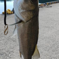 トップウォーター