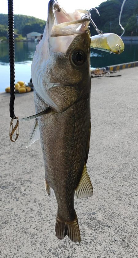 トップウォーター