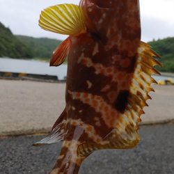 ロックフィッシュ