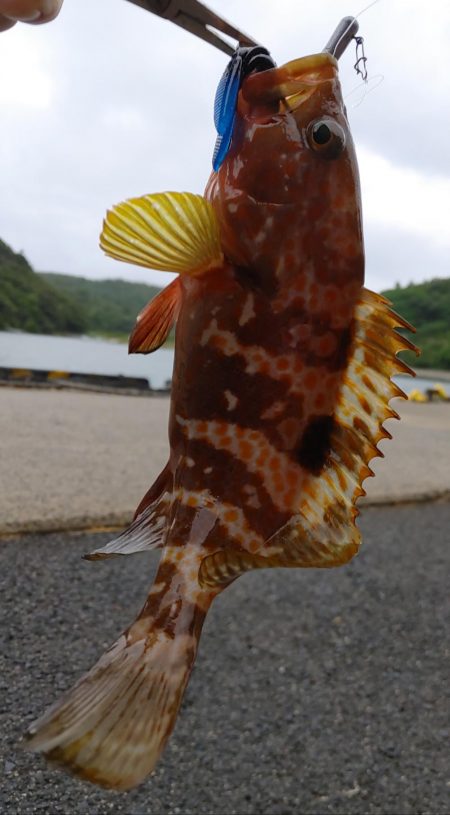 ロックフィッシュ