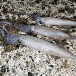 真夏のターゲット