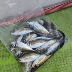 ライトアジをつり幸で。