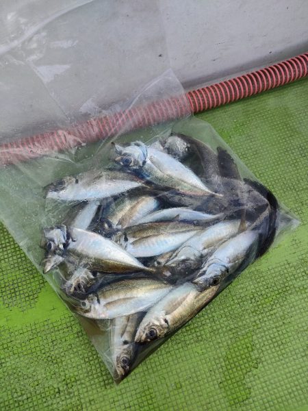 ライトアジをつり幸で。