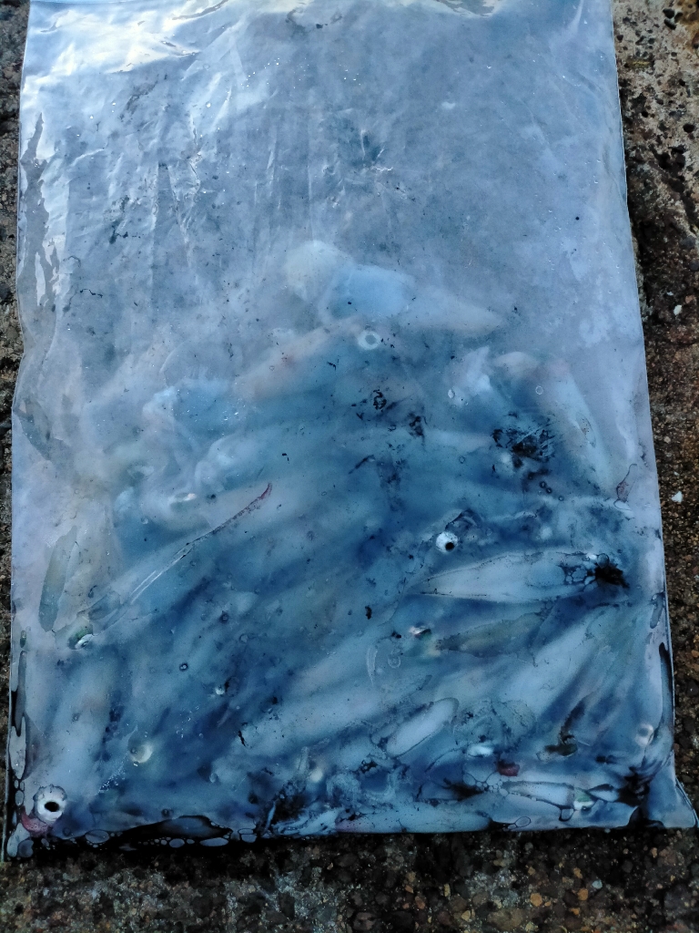 夜通しケンサキ