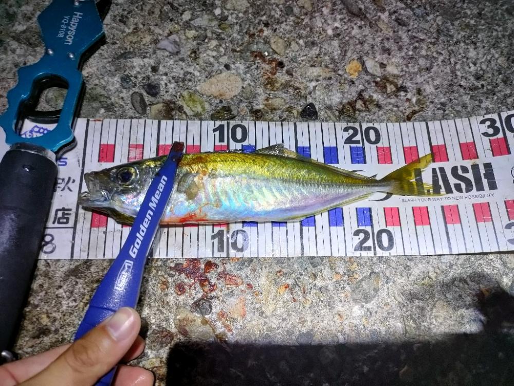 幻の超高級魚再び