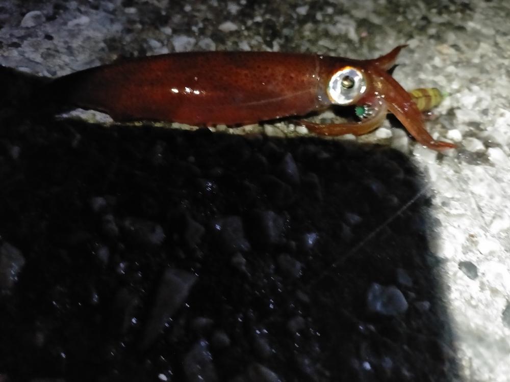 ライトエギング