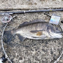 チヌ釣り