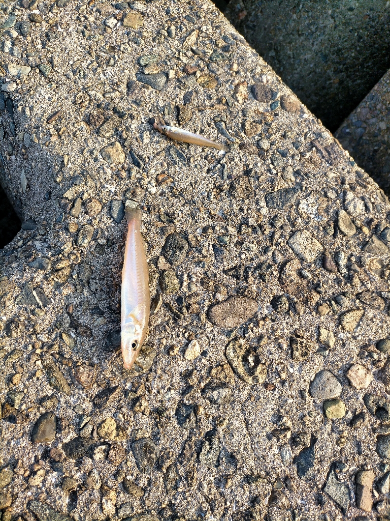 数・サイズ共に安定のキス!!